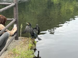 金鱗湖にいる鵜